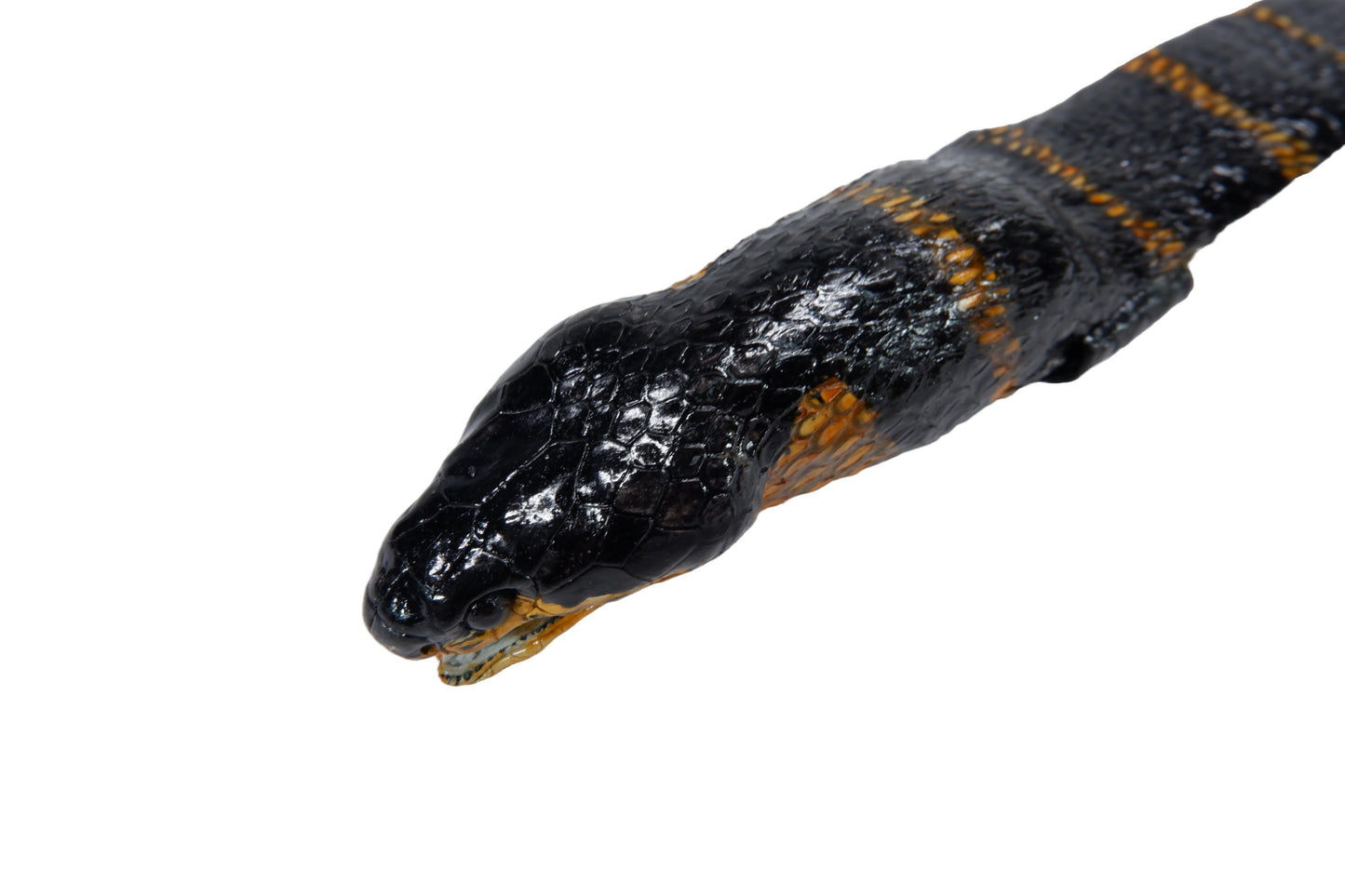 Genuine Mangrove Snake Skin with Head Leather Dress Belt