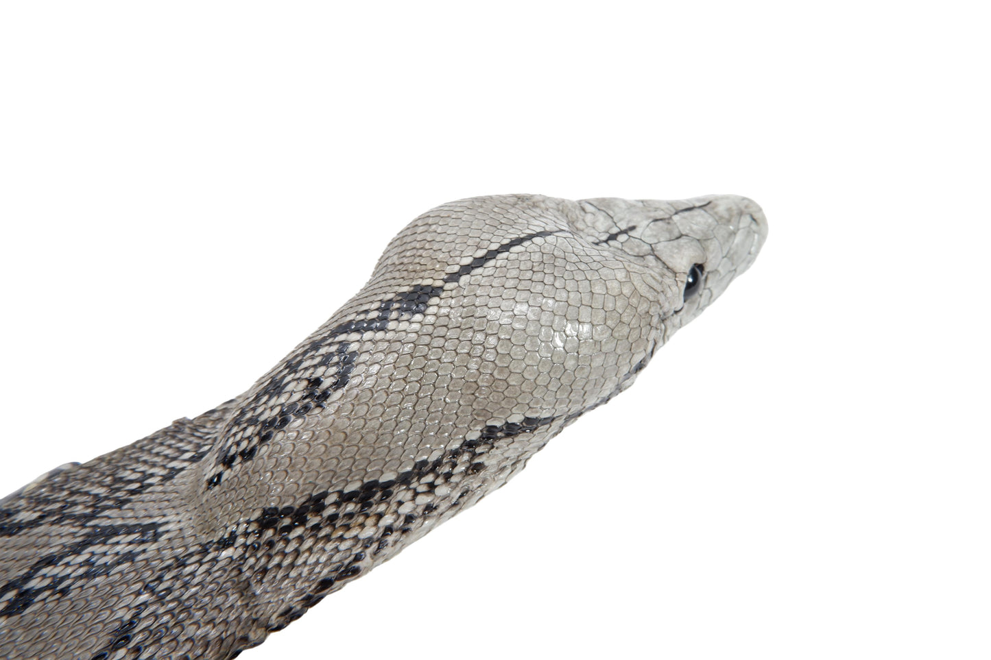 Genuine Python Snake Skin with Head Leather Dress Belt