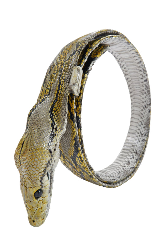 Genuine Python Snake Skin with Head Leather Dress Belt