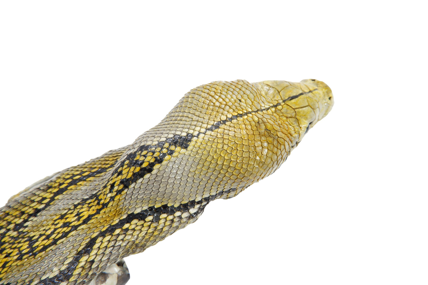 Genuine Python Snake Skin with Head Leather Dress Belt