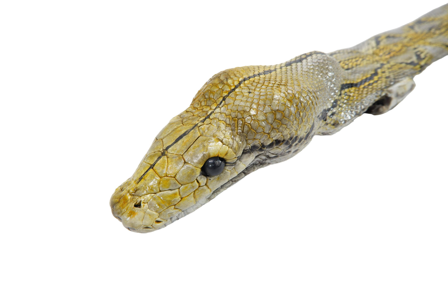 Genuine Python Snake Skin with Head Leather Dress Belt