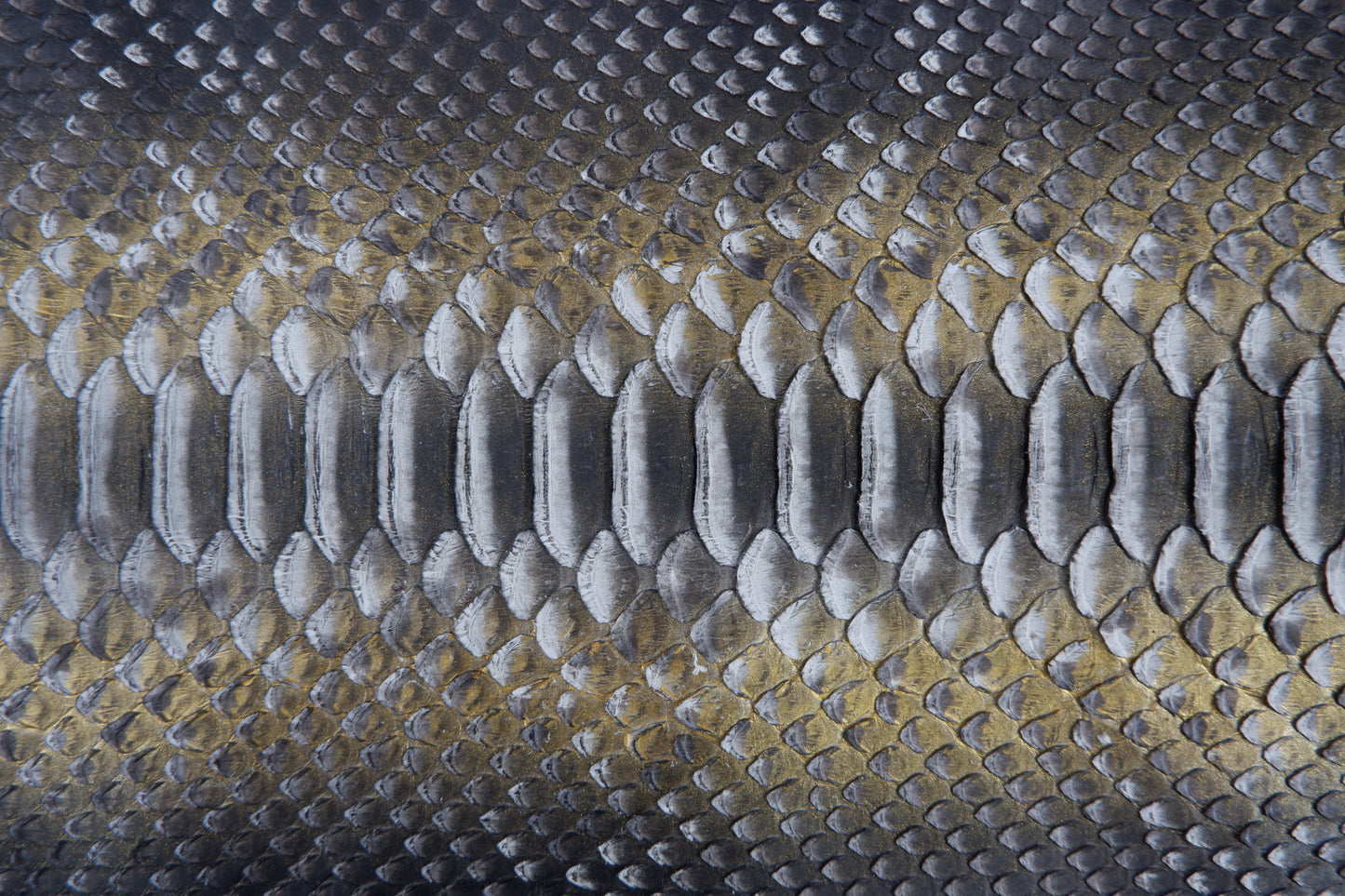 Genuine Reticulated Python Belly Skin Leather Hide Pelt Black White & Gold