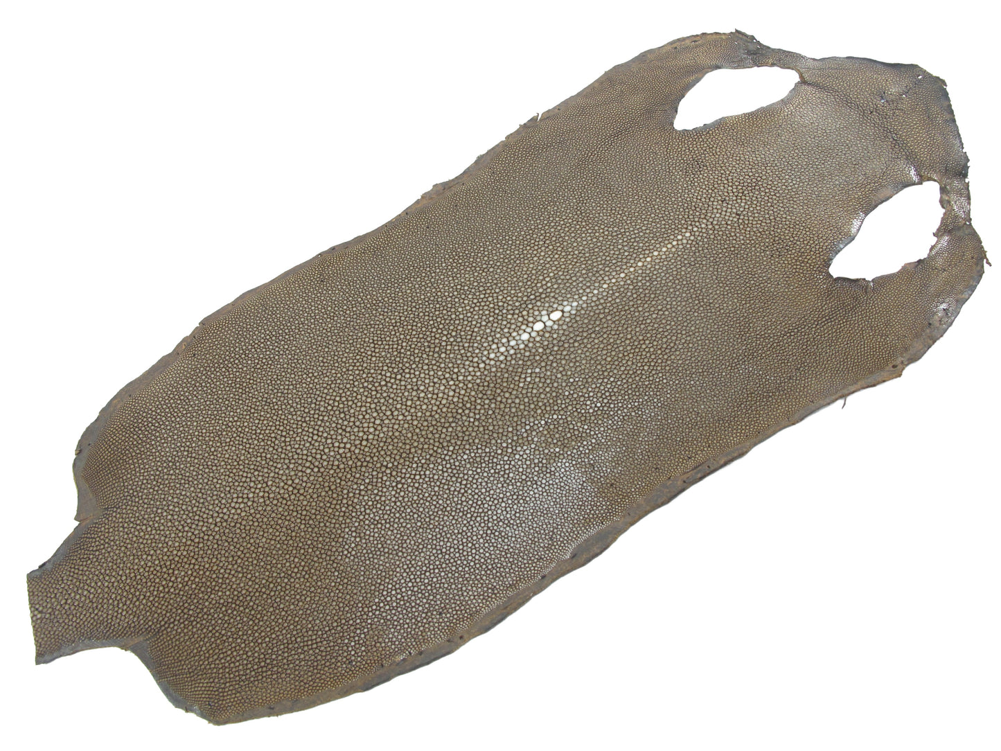 Genuine Polished Stingray Skin Leather Long Shape Hide Pelt