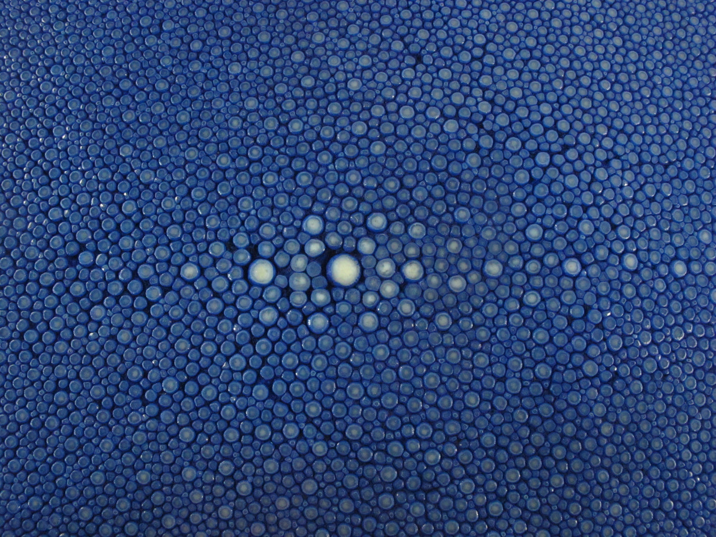 Genuine Polished Stingray Skin Leather Round Shape Hide Pelt