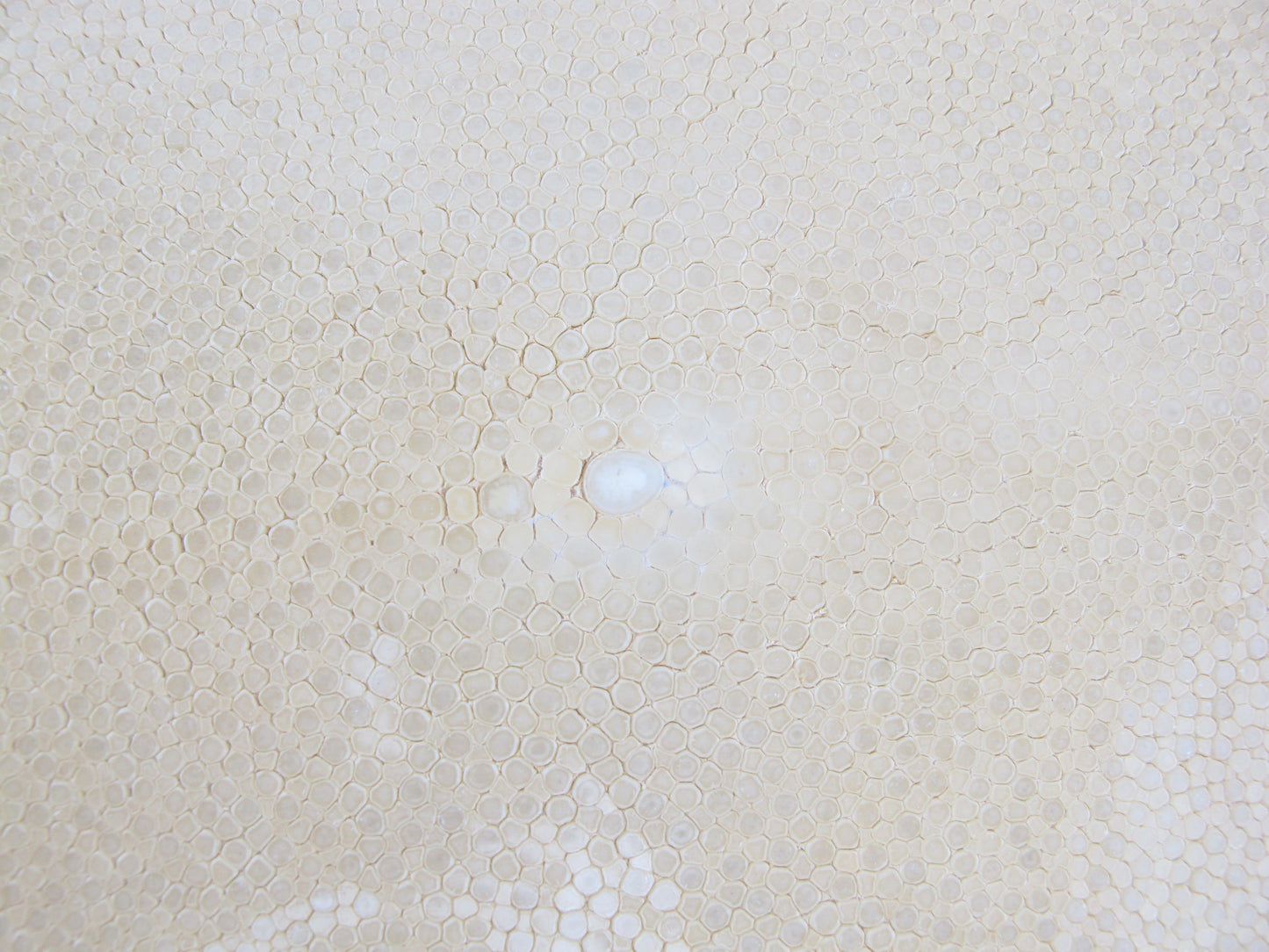 Genuine Polished Stingray Skin Leather Round Shape Hide Pelt