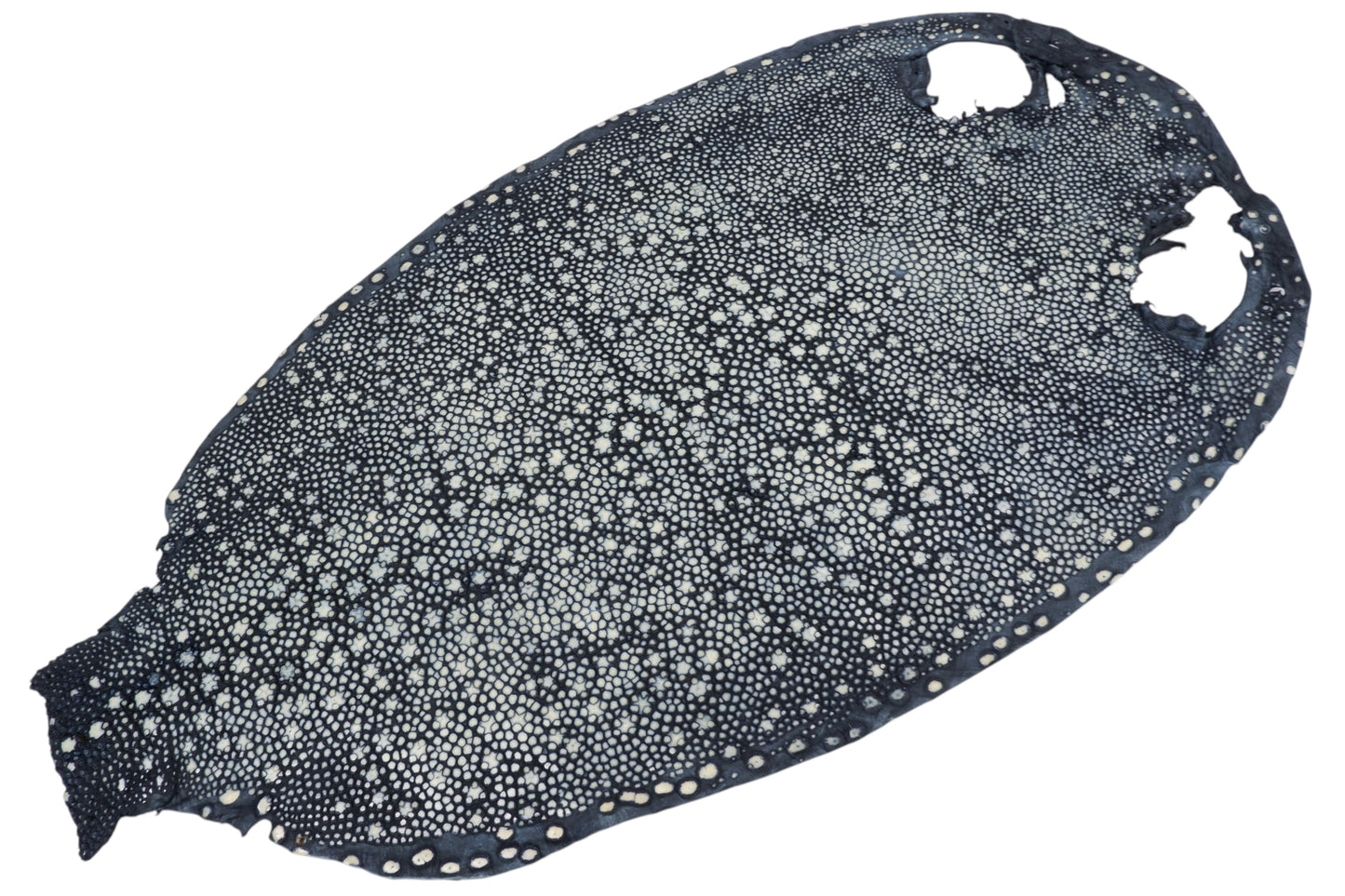 Genuine Polished Porcupine Stingray Skin Leather Hide Pelt