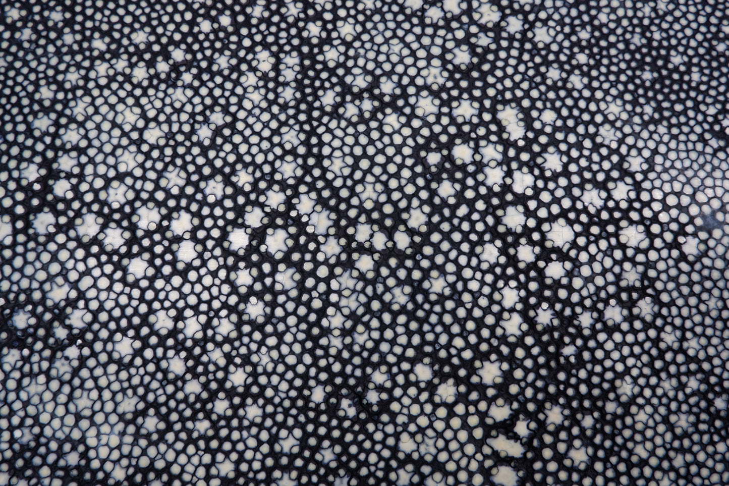 Genuine Polished Porcupine Stingray Skin Leather Hide Pelt