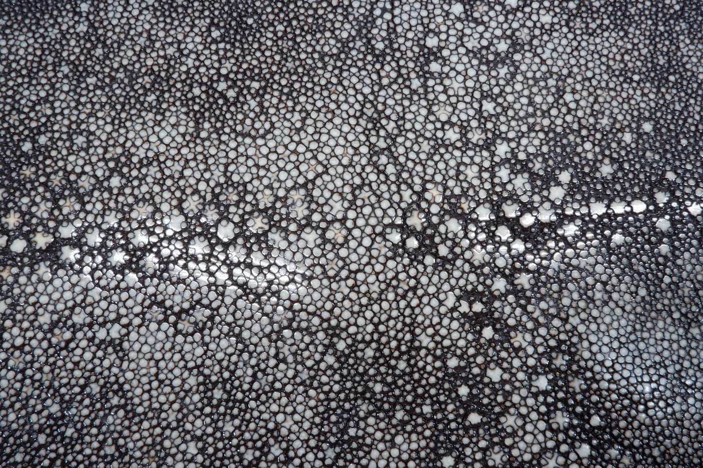 Genuine Polished Porcupine Stingray Skin Leather Hide Pelt