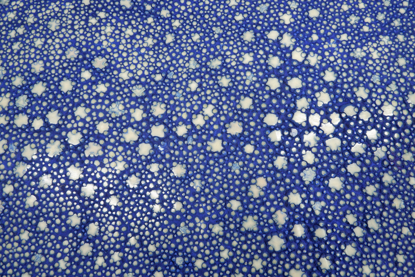 Genuine Polished Porcupine Stingray Skin Leather Hide Pelt