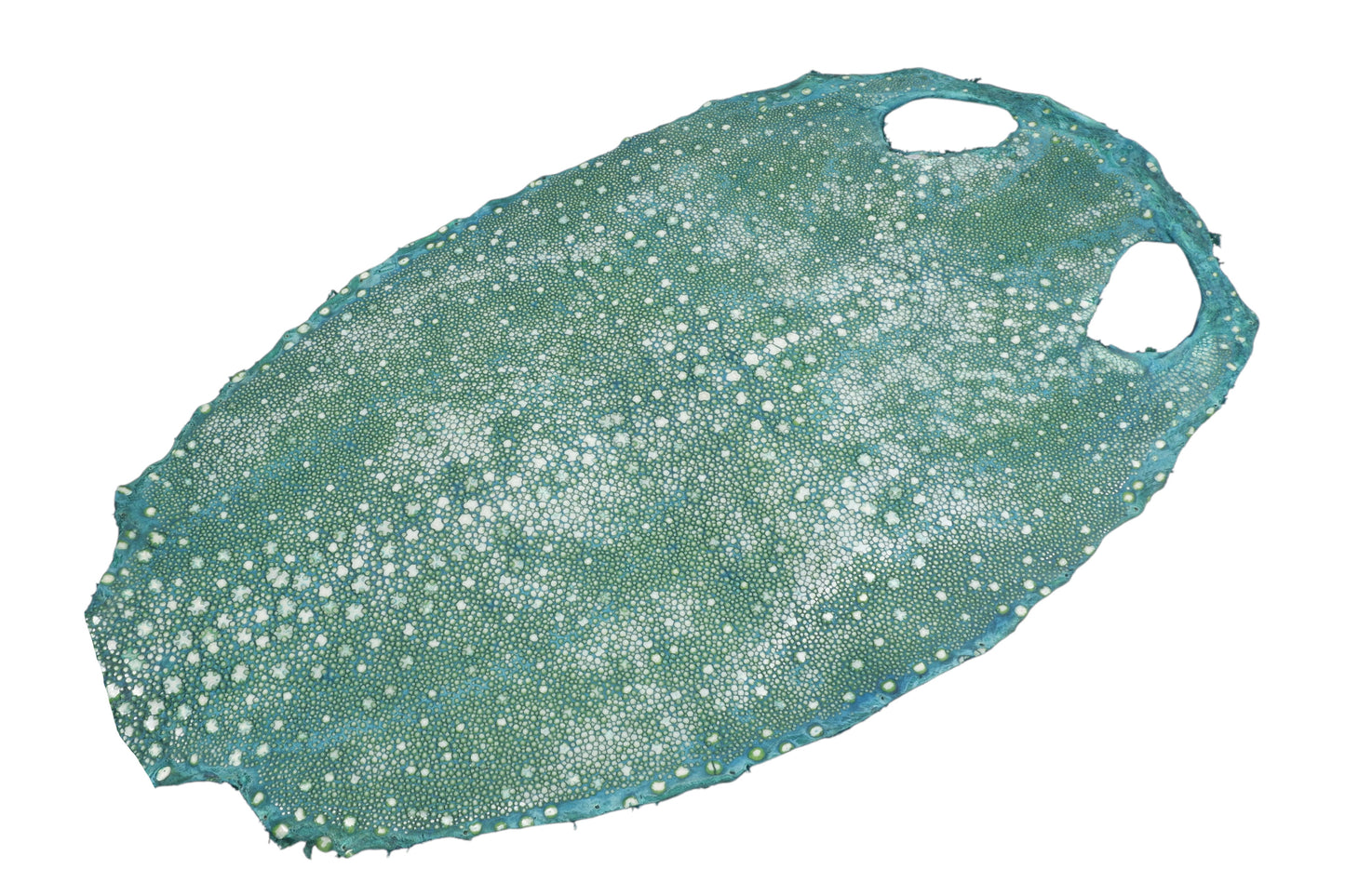 Genuine Polished Porcupine Stingray Skin Leather Hide Pelt