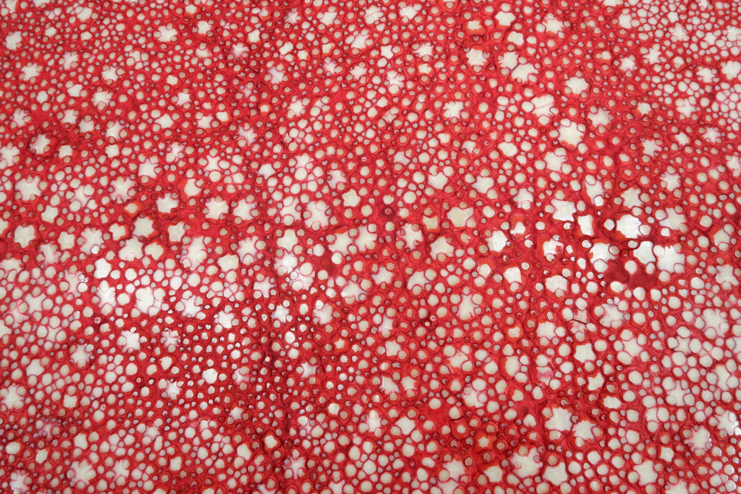 Genuine Polished Porcupine Stingray Skin Leather Hide Pelt