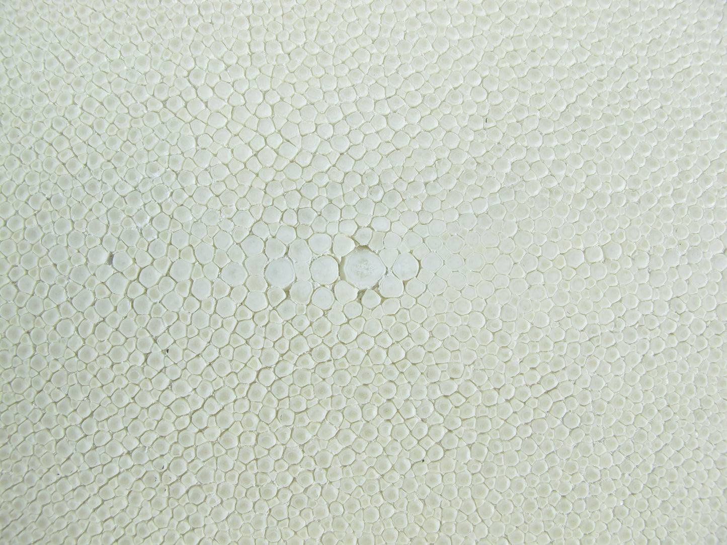 Genuine Polished Stingray Skin Leather Long Shape Hide Pelt