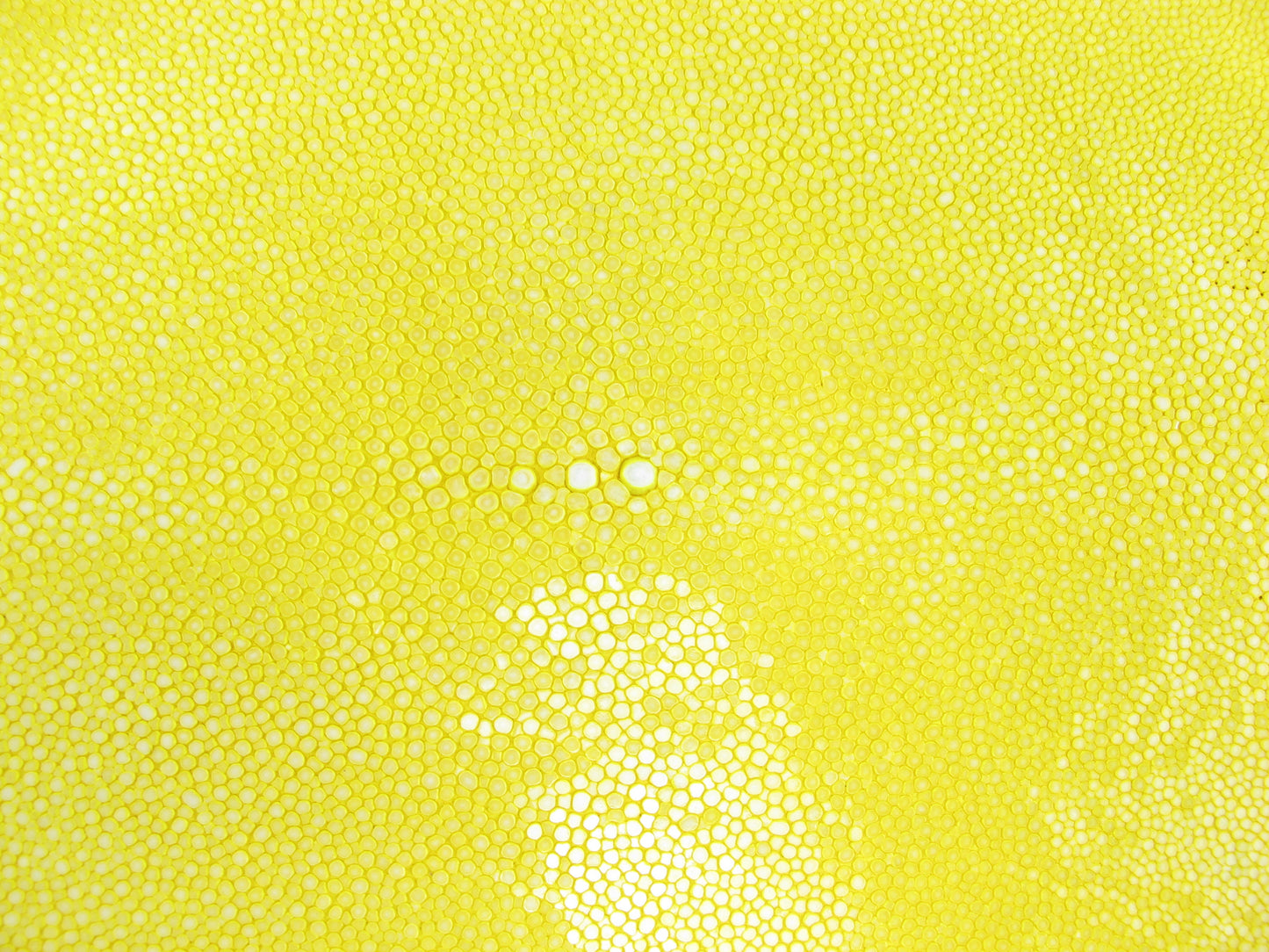 Genuine Polished Stingray Skin Leather Round Shape Hide Pelt