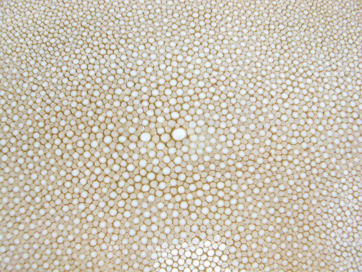 Genuine Polished Stingray Skin Leather Round Shape Hide Pelt