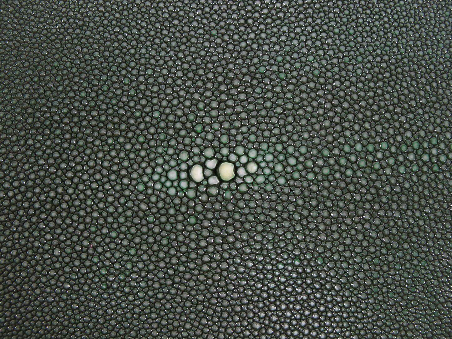 Genuine Polished Stingray Skin Leather Round Shape Hide Pelt