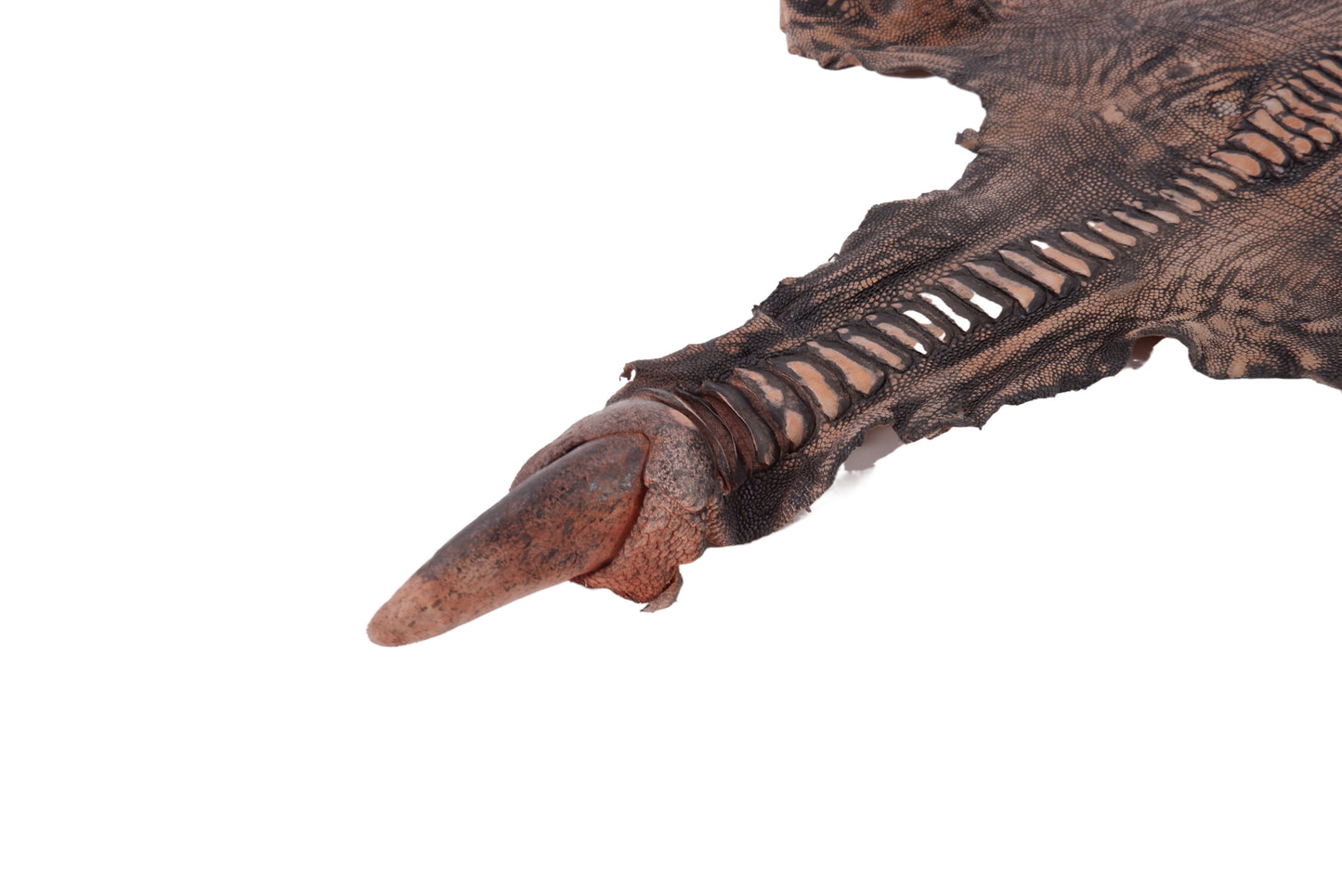 Genuine Ostrich Leg Skin with Claw Leather Hide Pelt