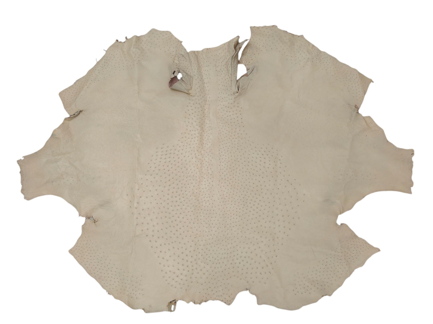 Genuine Ostrich Quill Skin Leather Hide Pelt