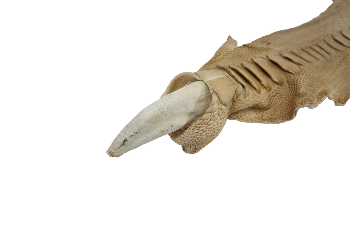 Genuine Ostrich Leg Skin with Claw Leather Hide Pelt