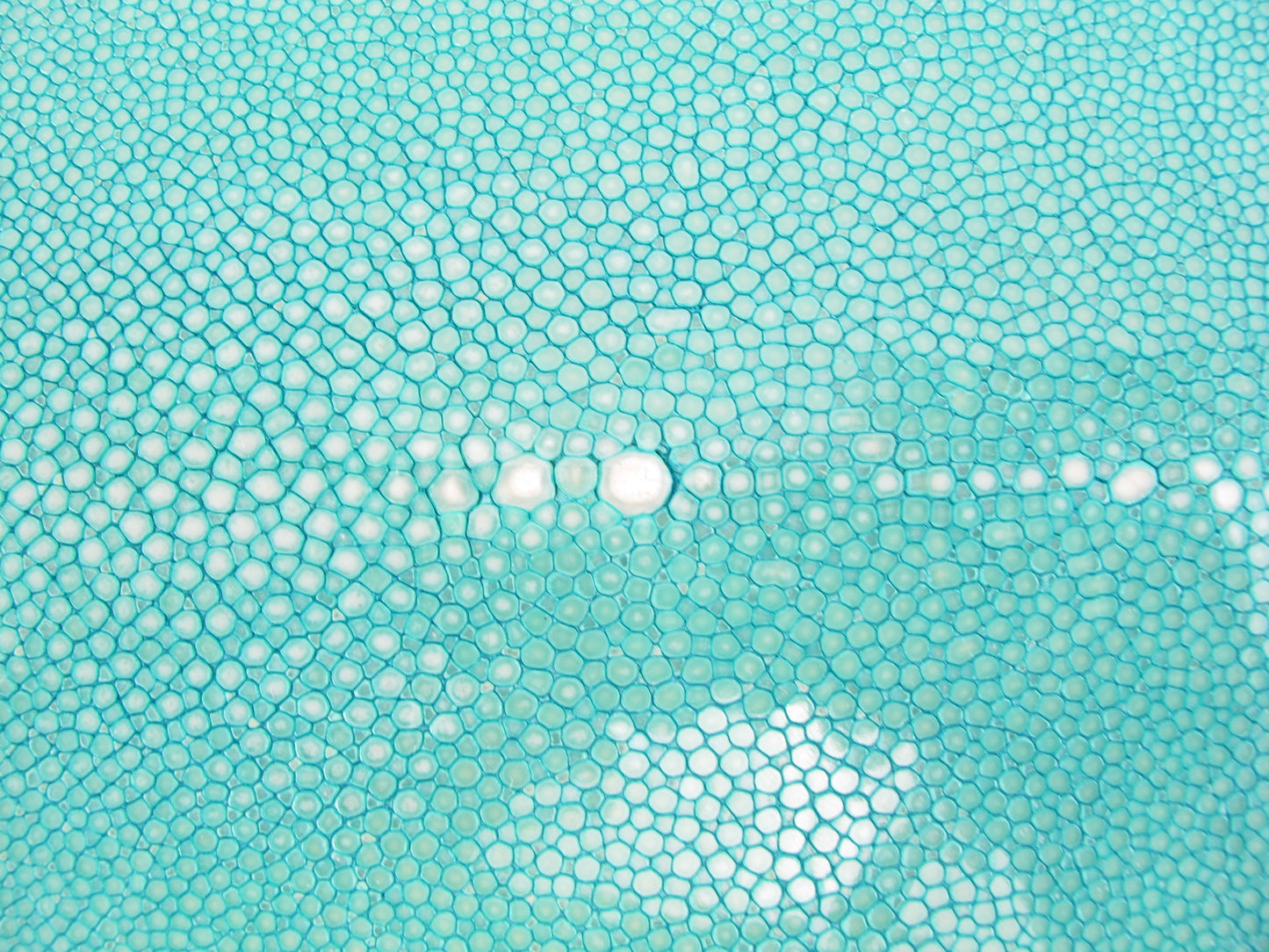 Genuine Polished Stingray Skin Leather Long Shape Hide Pelt