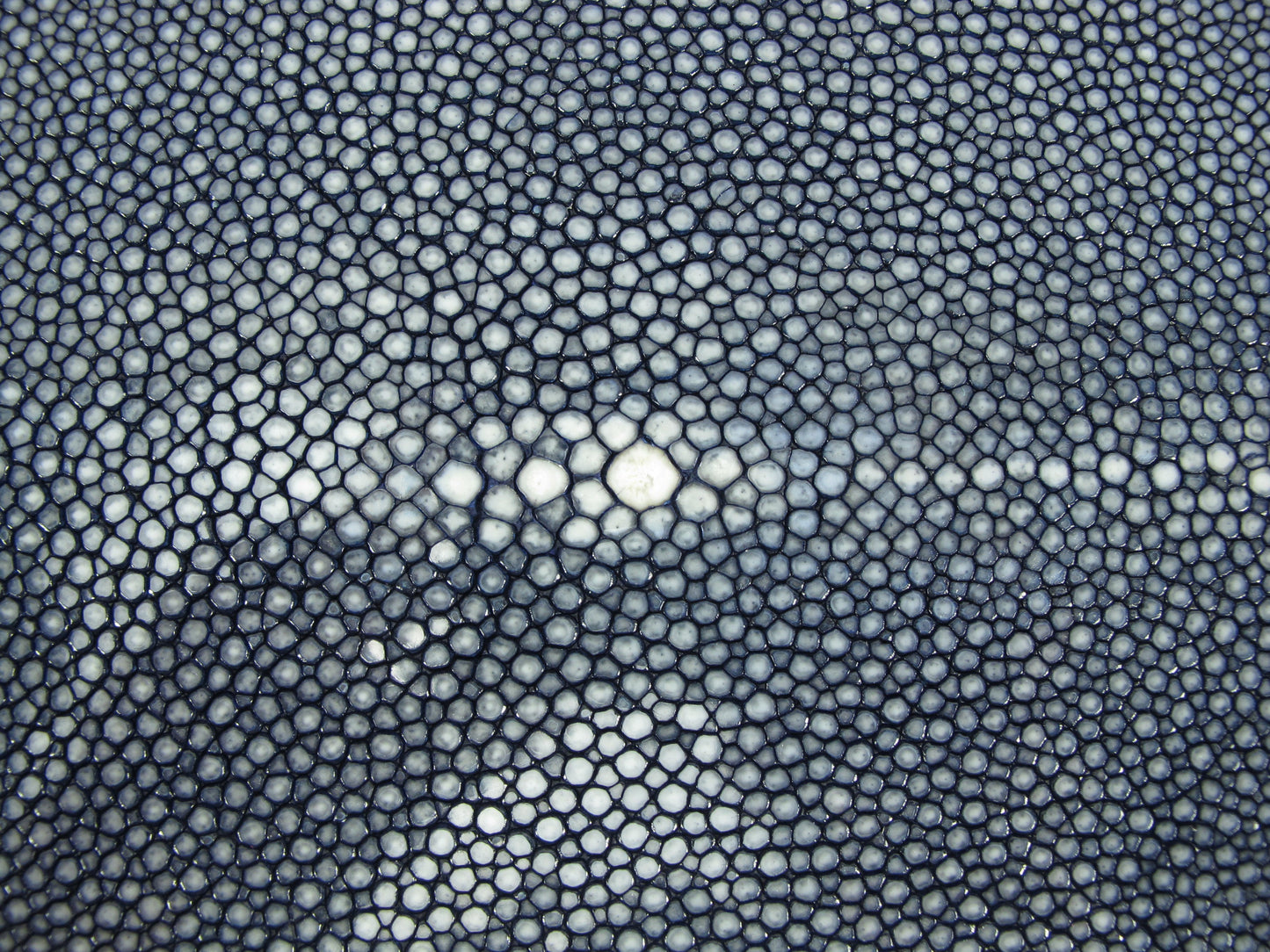 Genuine Polished Stingray Skin Leather Long Shape Hide Pelt