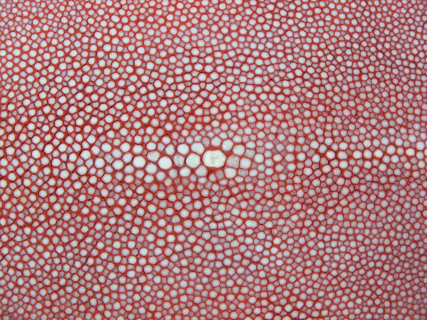 Genuine Polished Stingray Skin Leather Long Shape Hide Pelt