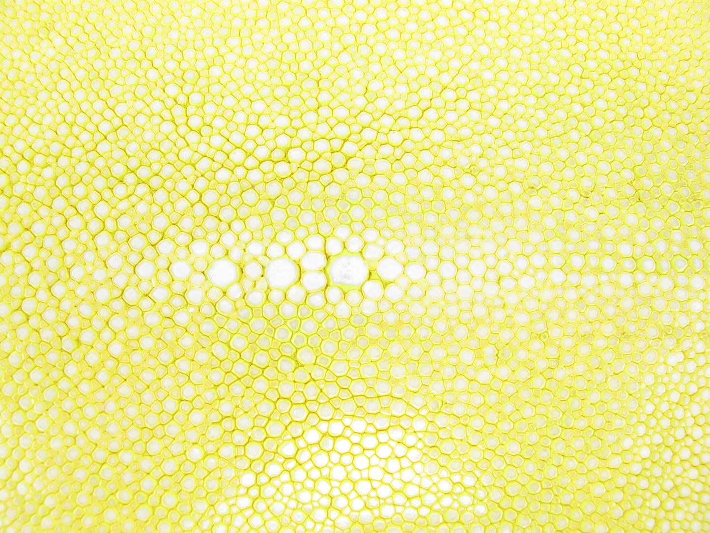 Genuine Polished Stingray Skin Leather Long Shape Hide Pelt