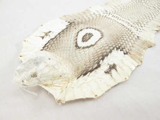 Genuine Cobra Snake Skin with Head Leather Hide Pelt