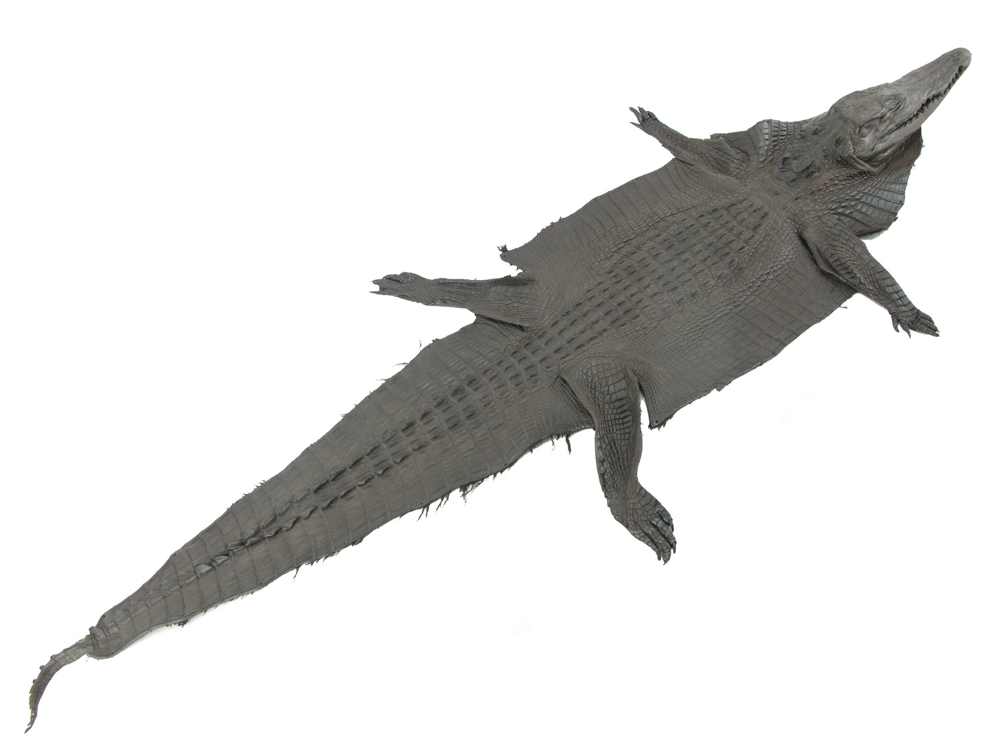 Genuine Crocodile Hornback Skin with Head Leather Hide Pelt Brown