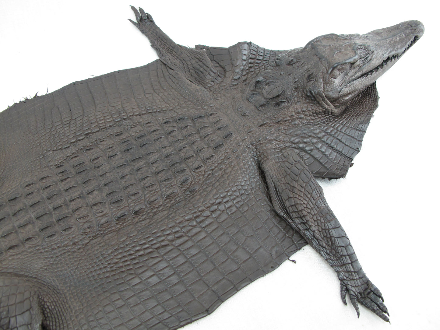 Genuine Crocodile Hornback Skin with Head Leather Hide Pelt Brown