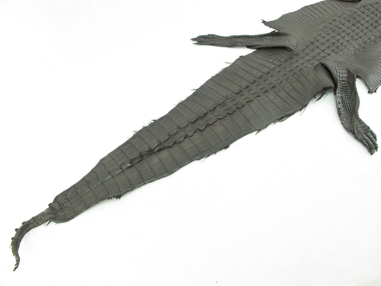 Genuine Crocodile Hornback Skin with Head Leather Hide Pelt Brown