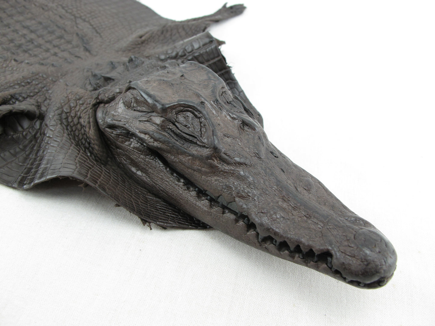 Genuine Crocodile Hornback Skin with Head Leather Hide Pelt Brown