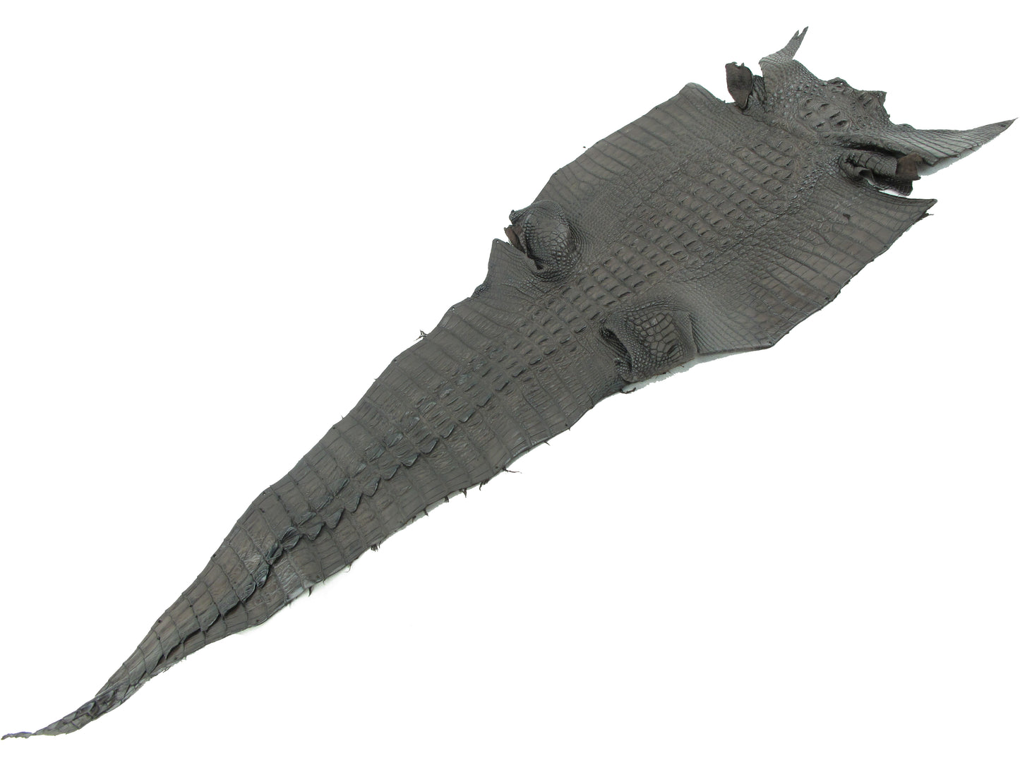 Genuine Crocodile Hornback Skin Leather Hide Pelt