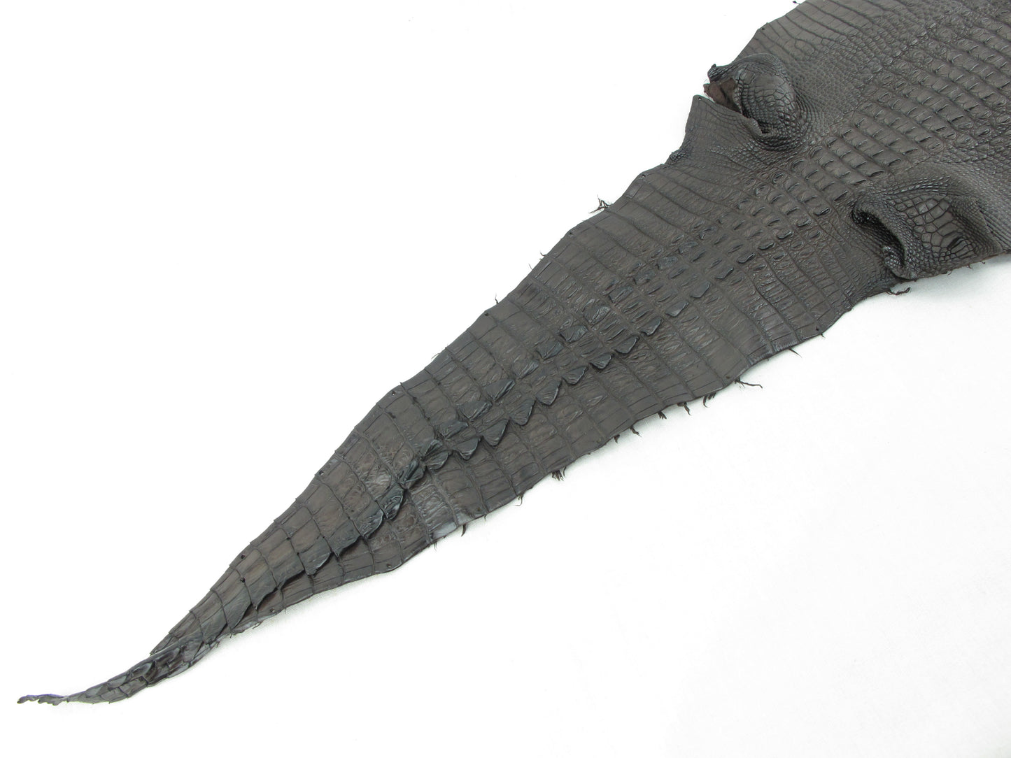 Genuine Crocodile Hornback Skin Leather Hide Pelt