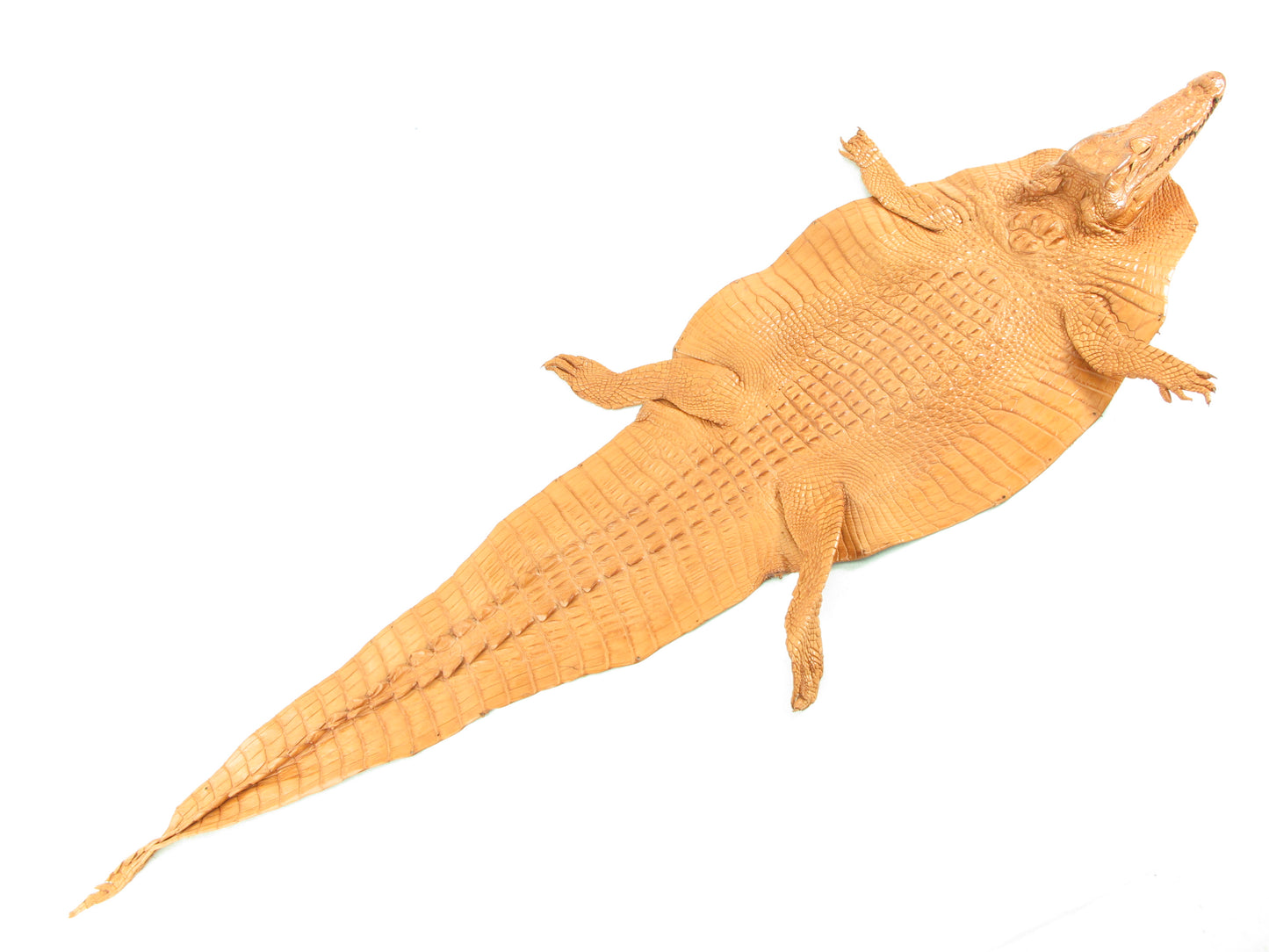 Genuine Crocodile Hornback Skin with Head Leather Hide Pelt Brown