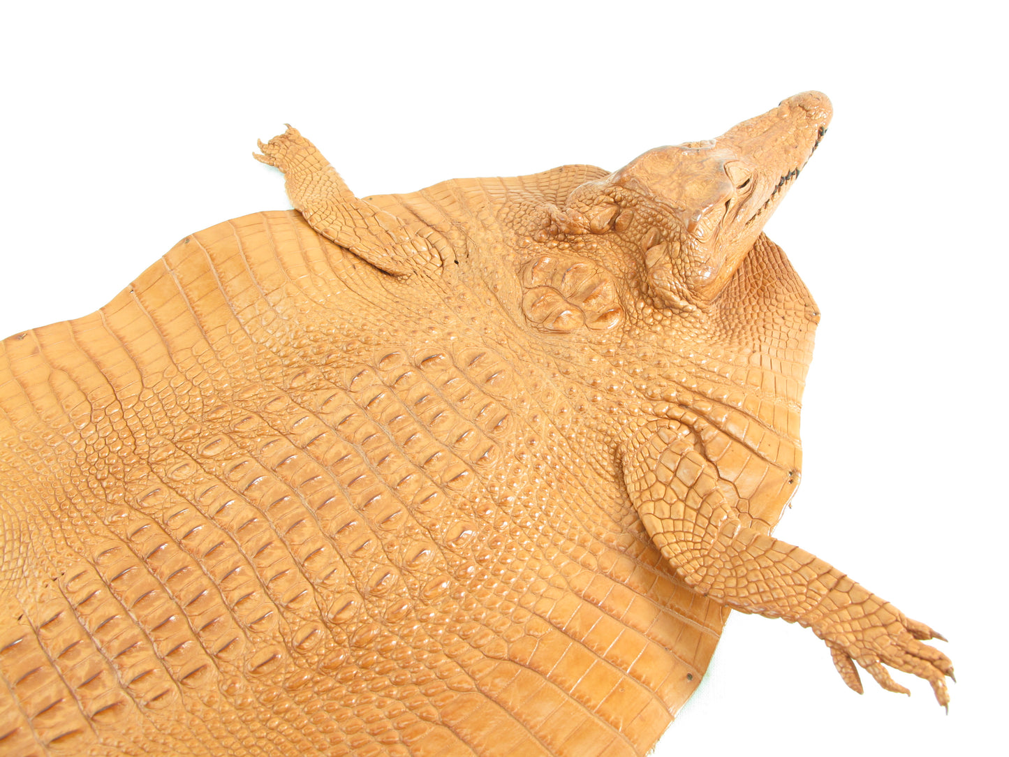 Genuine Crocodile Hornback Skin with Head Leather Hide Pelt Brown