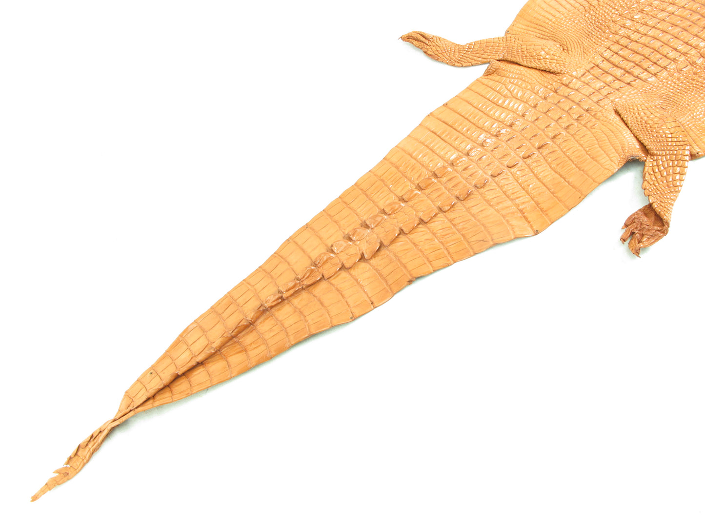 Genuine Crocodile Hornback Skin with Head Leather Hide Pelt Brown