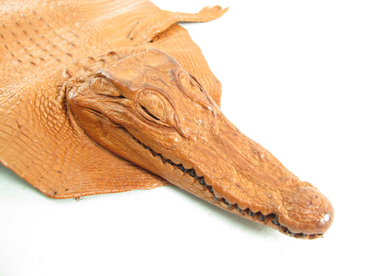 Genuine Crocodile Hornback Skin with Head Leather Hide Pelt