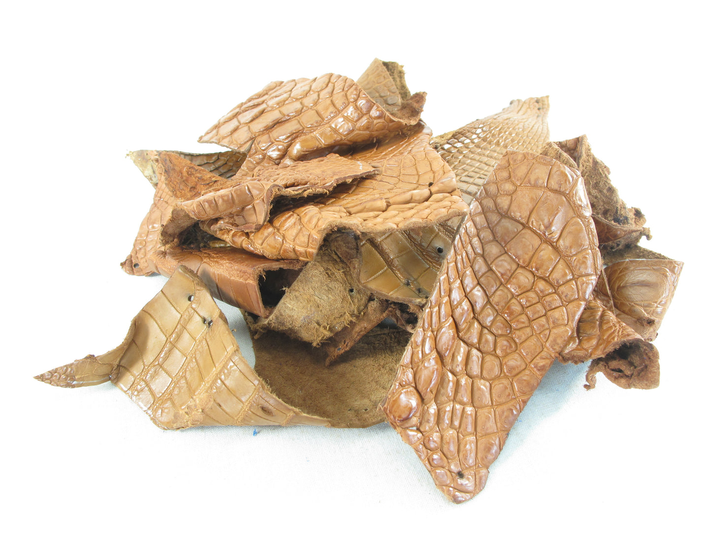 Genuine Crocodile Skin Leather Scraps Hide Pelt 100 grams