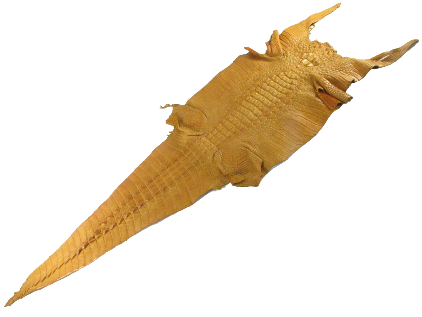 Genuine Crocodile Hornback Skin Leather Hide Pelt