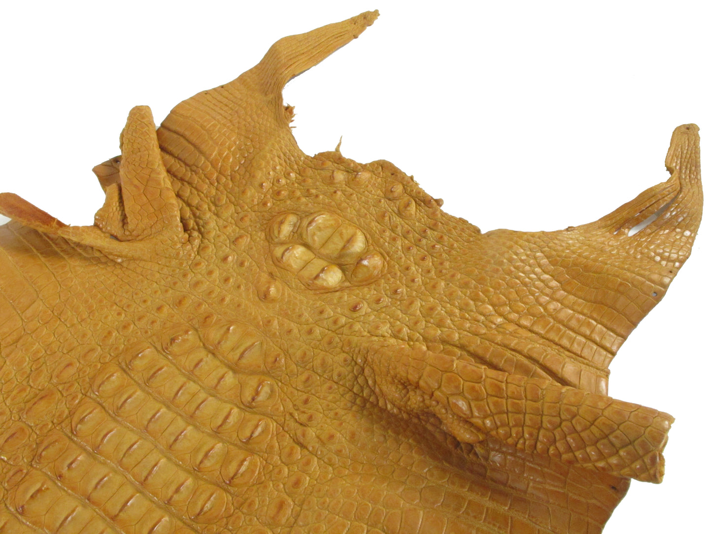 Genuine Crocodile Hornback Skin Leather Hide Pelt