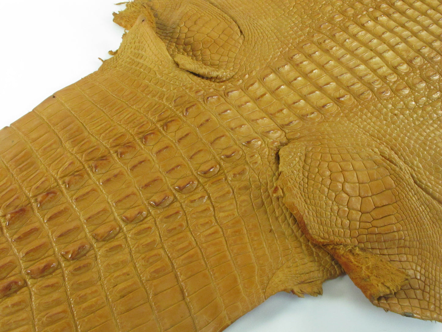 Genuine Crocodile Hornback Skin Leather Hide Pelt