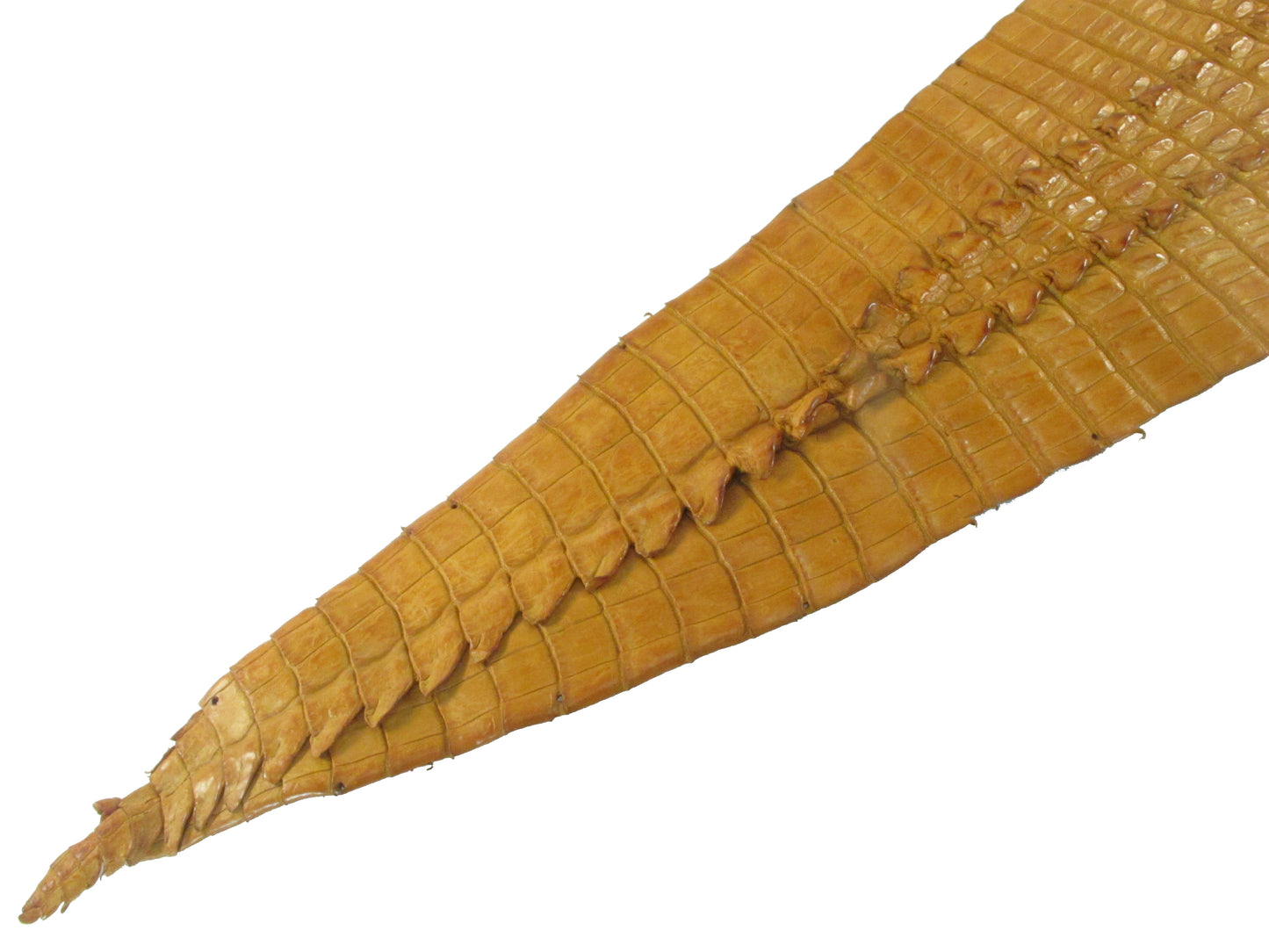 Genuine Crocodile Hornback Skin Leather Hide Pelt