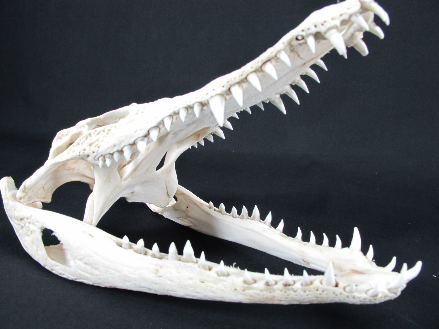 Real Freshwater Crocodile White Skull Head Taxidermy