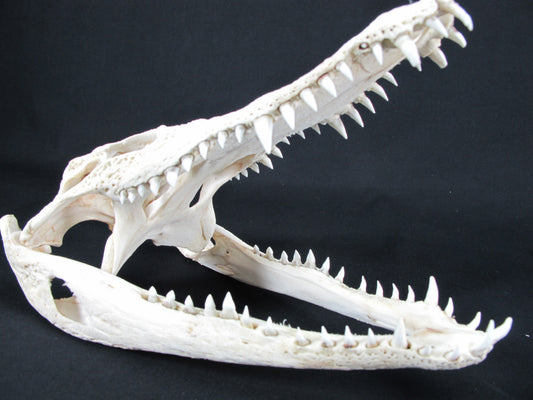 Real Freshwater Crocodile White Skull Head Taxidermy