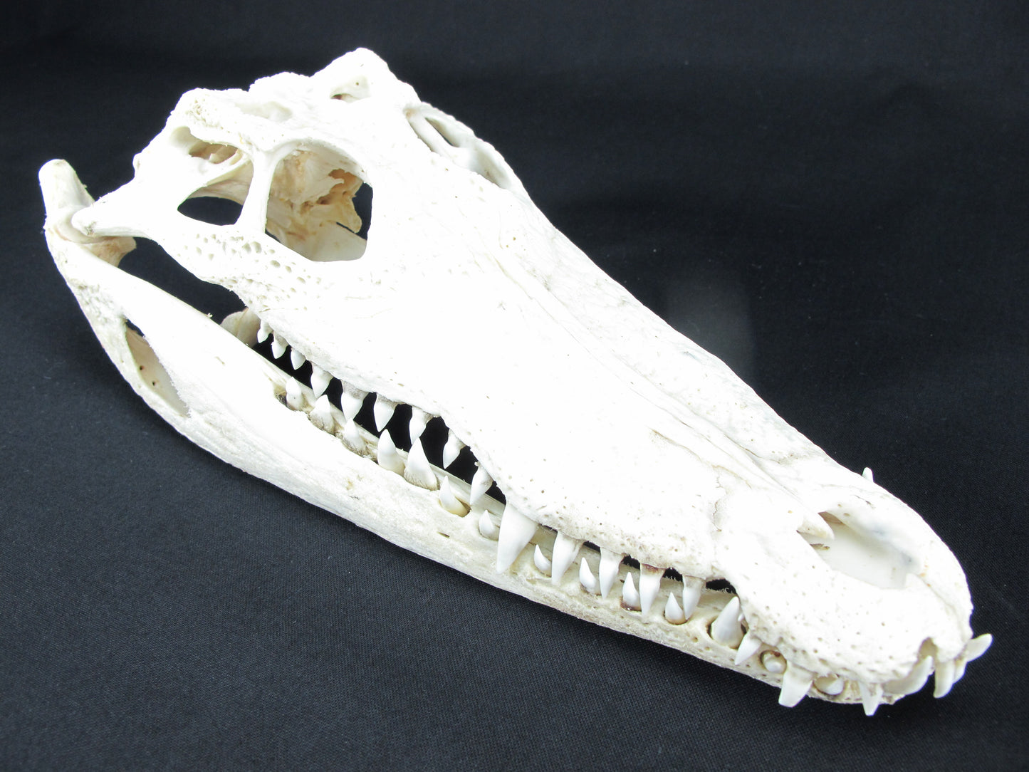 Real Freshwater Crocodile White Skull Head Taxidermy