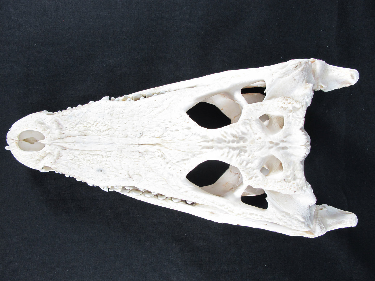 Real Freshwater Crocodile White Skull Head Taxidermy