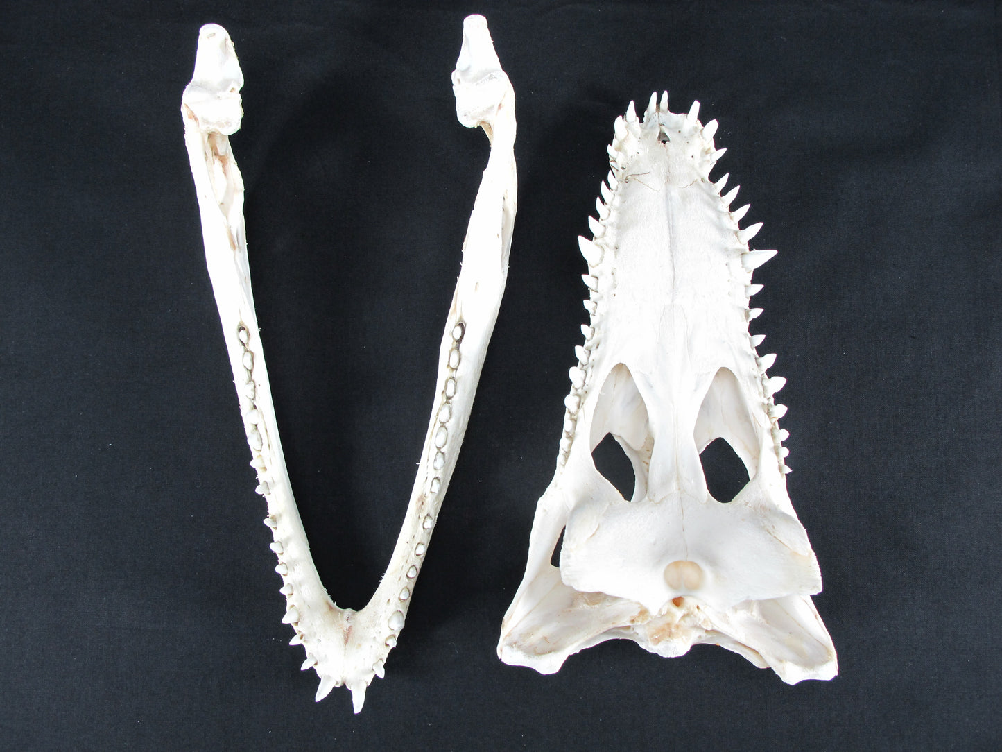 Real Freshwater Crocodile White Skull Head Taxidermy