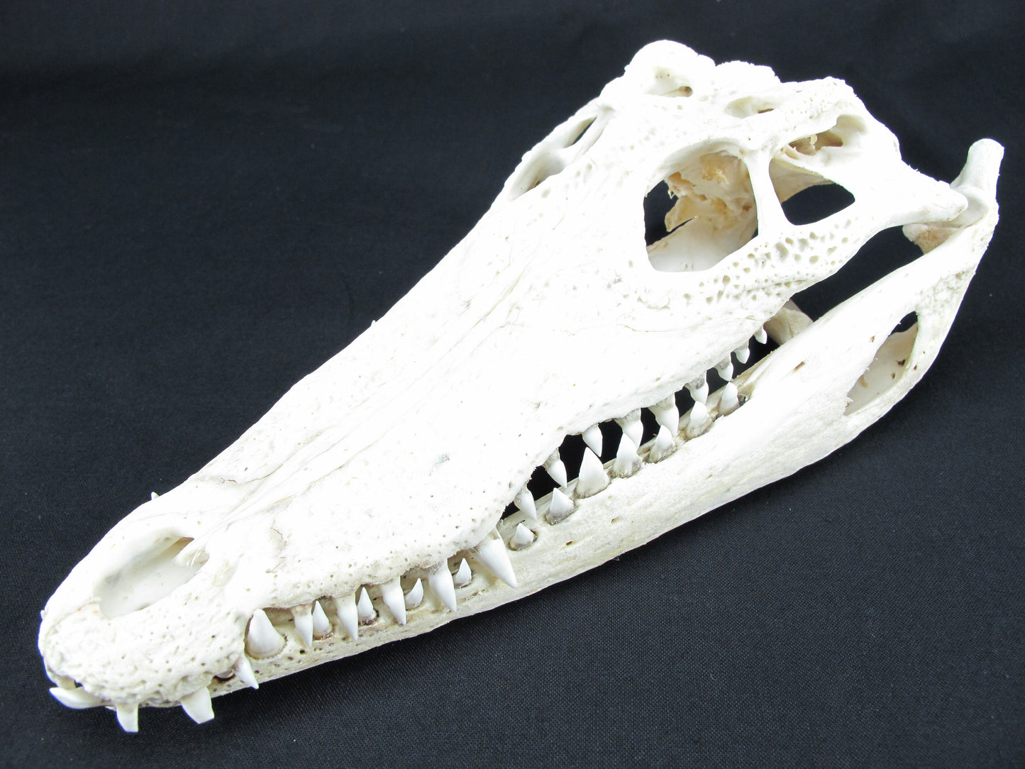 Real Freshwater Crocodile White Skull Head Taxidermy