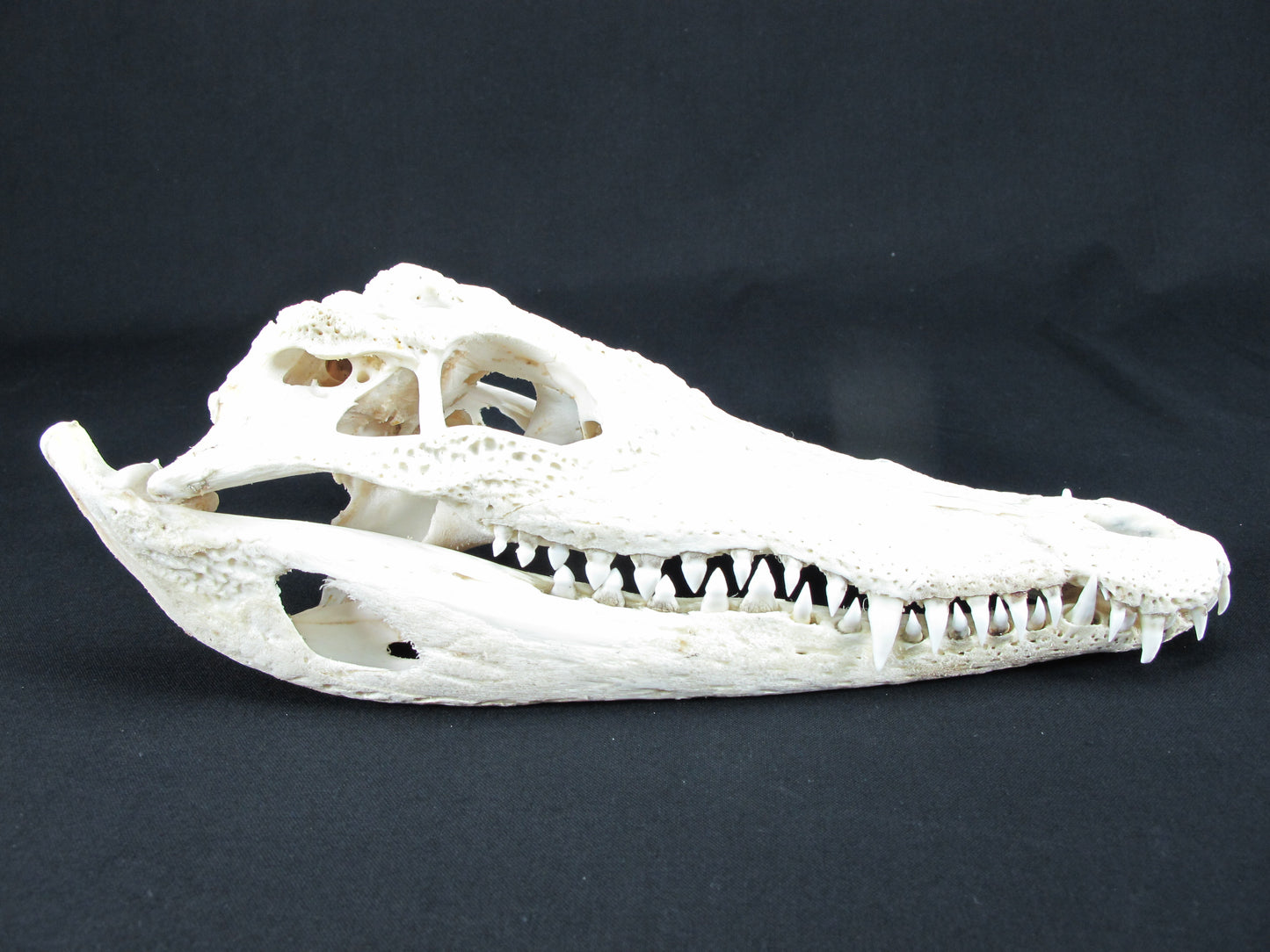 Real Freshwater Crocodile White Skull Head Taxidermy