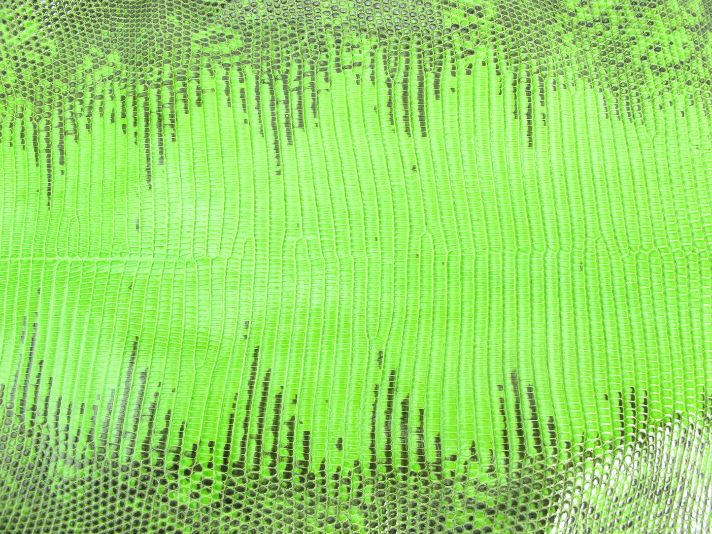 Genuine Water Monitor Lizard Belly Skin Leather Hide Pelt Neon Green